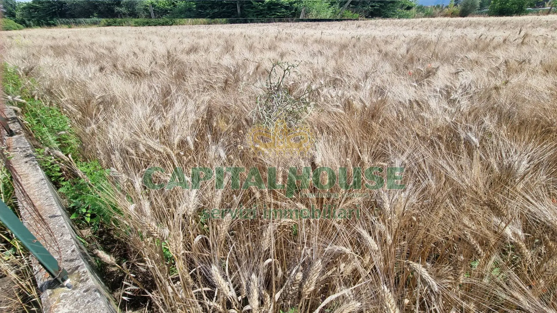 Immagine per Terreno Agricolo in vendita a San Marco Evangelista  