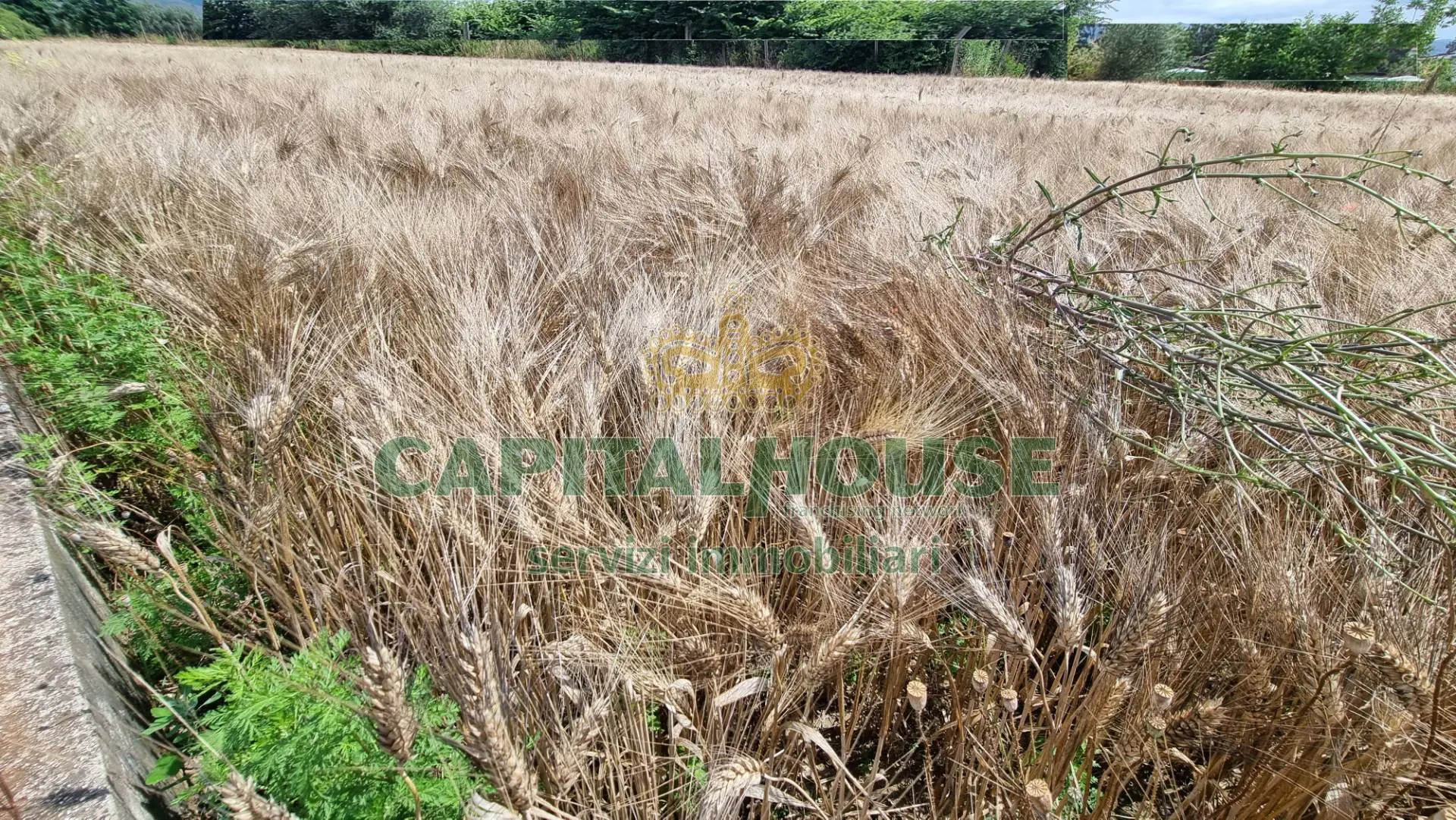 Immagine per Terreno Agricolo in vendita a San Marco Evangelista  