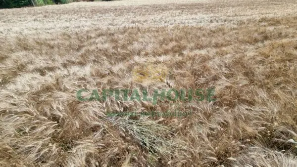 Terreno Agricolo via, San Marco Evangelista