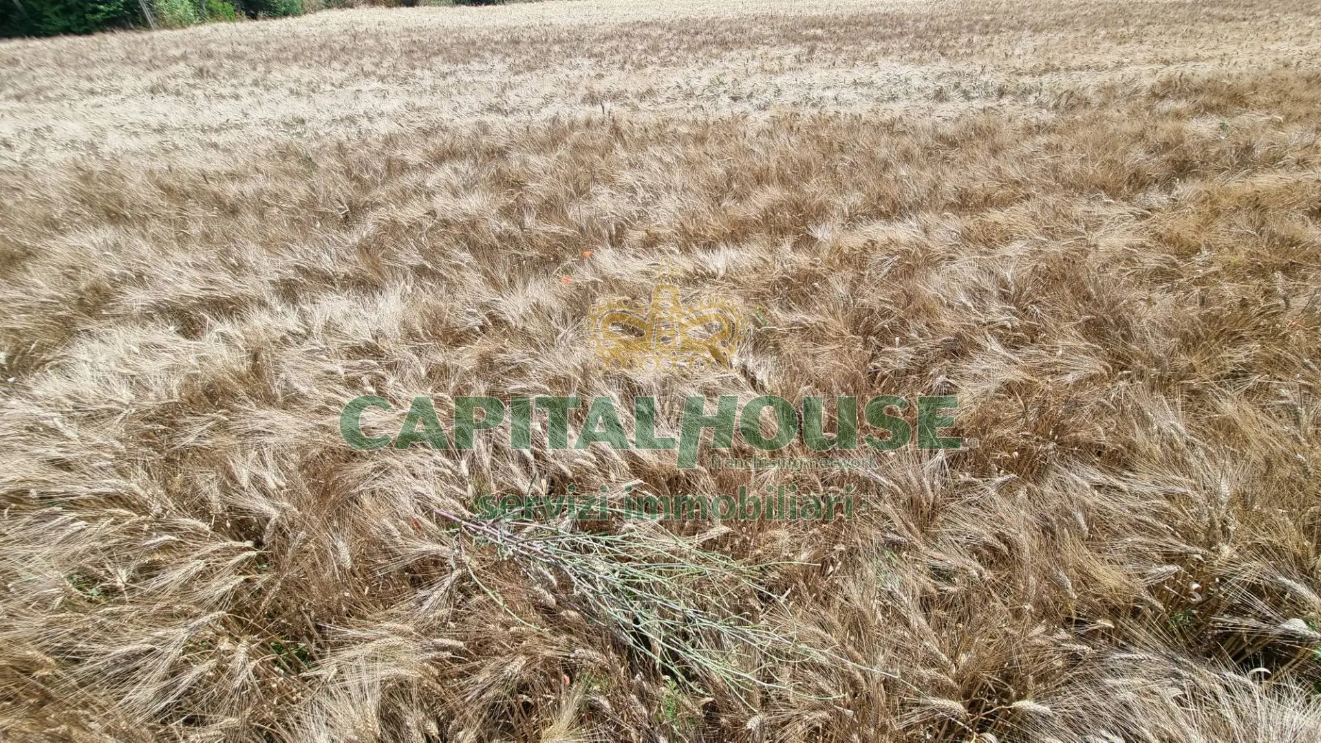 Immagine per Terreno Agricolo in vendita a San Marco Evangelista  