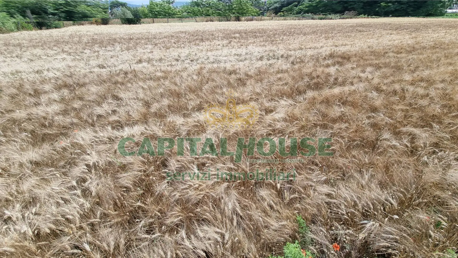 Immagine per Terreno Agricolo in vendita a San Marco Evangelista  