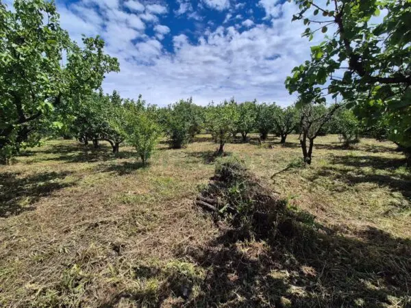 Terreno Agricolo via Santa Chiara, Saviano