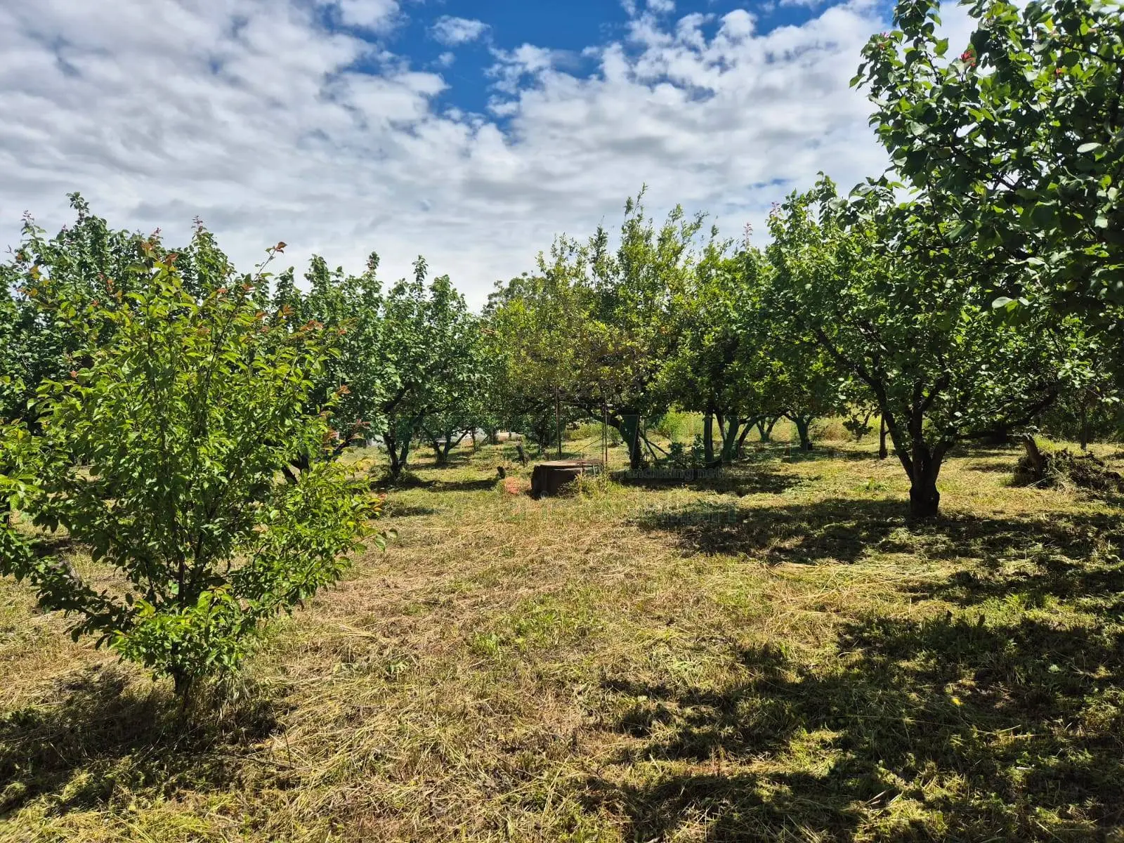 Immagine per Terreno Agricolo in vendita a Saviano via Santa Chiara 
