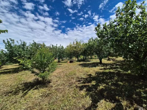 Terreno Agricolo via Santa Chiara, Saviano