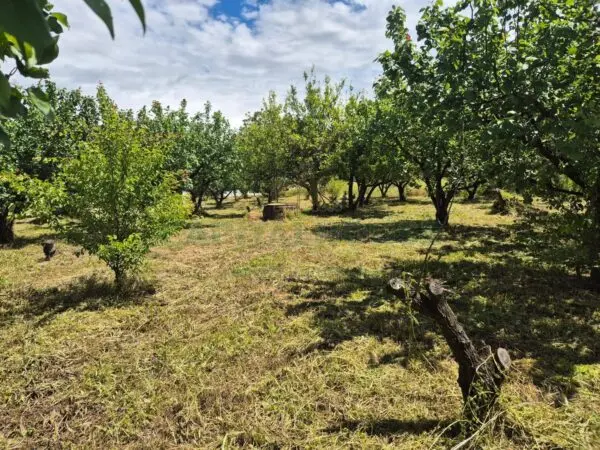 Terreno Agricolo via Santa Chiara, Saviano