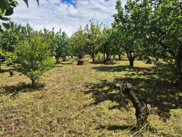 Terreno Agricolo via Santa Chiara, Saviano