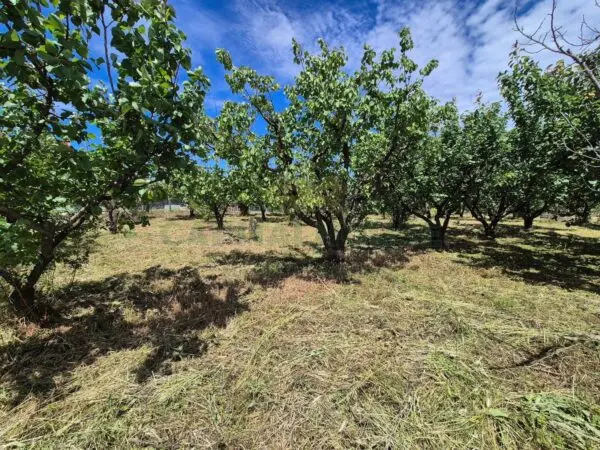 Terreno Agricolo via Santa Chiara, Saviano