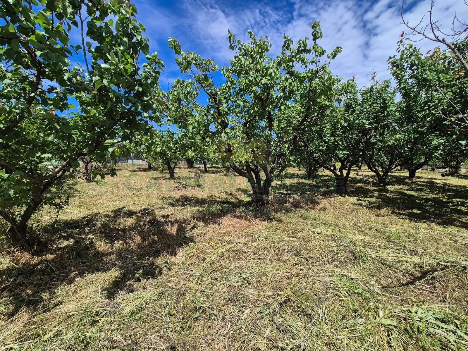 Immagine per Terreno Agricolo in vendita a Saviano via Santa Chiara 