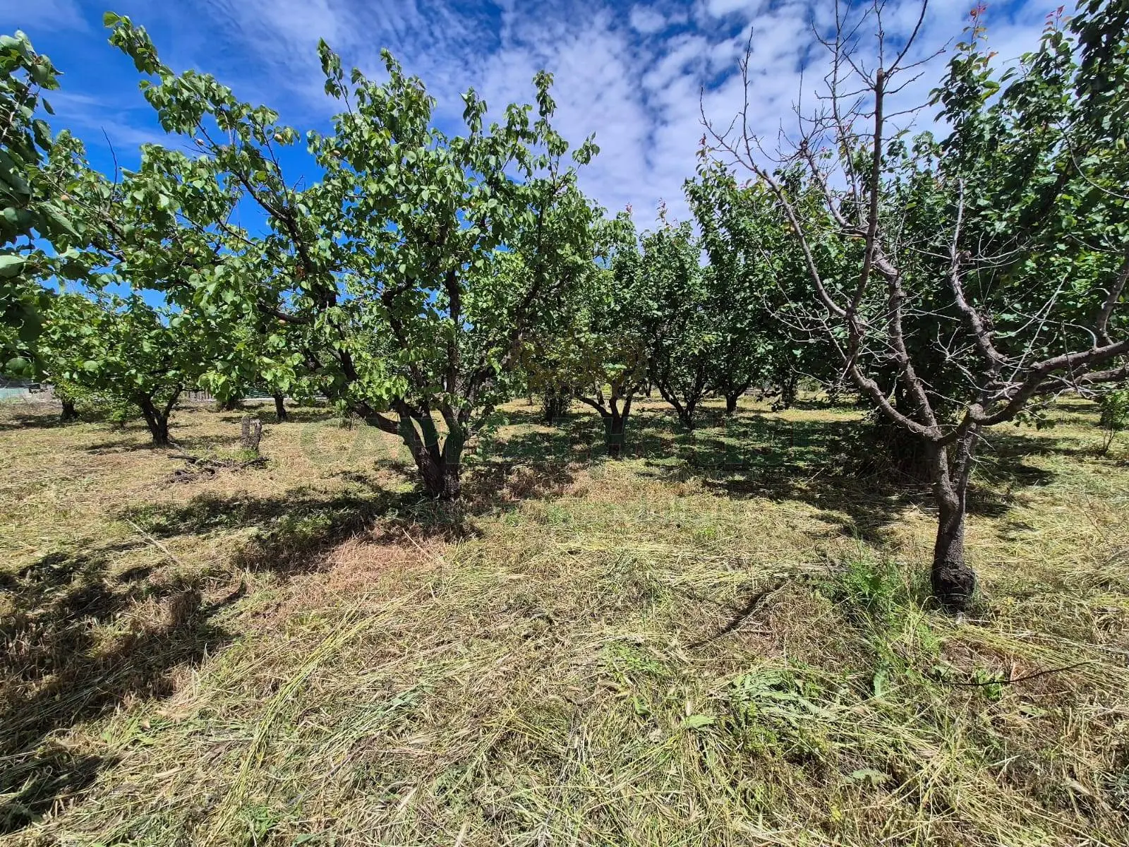 Immagine per Terreno Agricolo in vendita a Saviano via Santa Chiara 