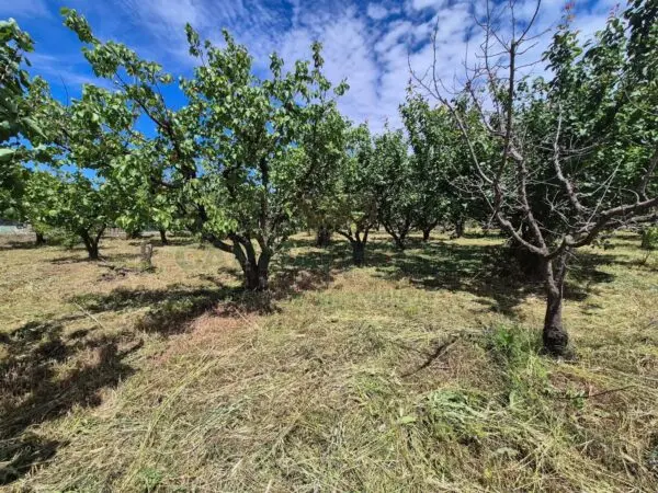 Terreno Agricolo via Santa Chiara, Saviano