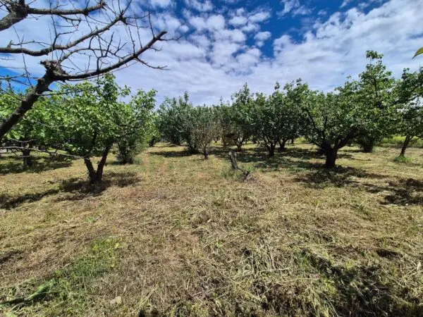 Terreno Agricolo via Santa Chiara, Saviano