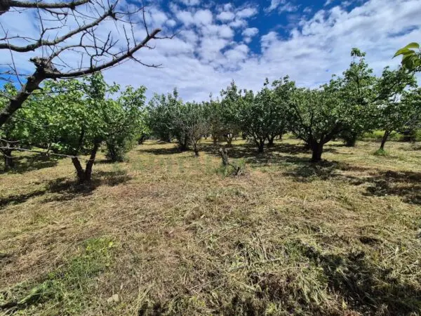 Terreno Agricolo via Santa Chiara, Saviano