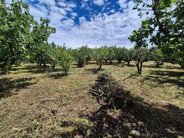 Terreno Agricolo via Santa Chiara, Saviano