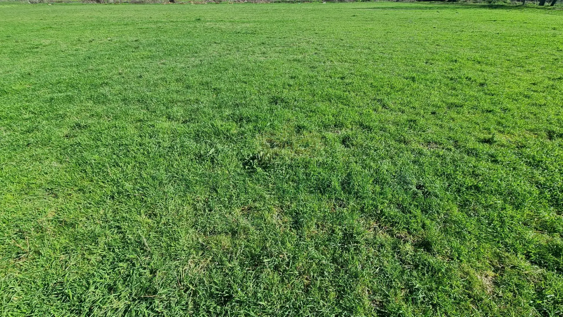 Immagine per Terreno Agricolo in vendita a Marcianise  