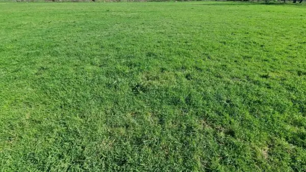 Terreno Agricolo via, Marcianise