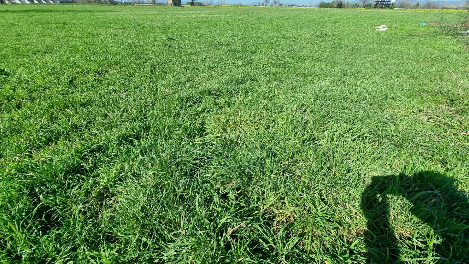 Immagine per Terreno Agricolo in vendita a Marcianise  