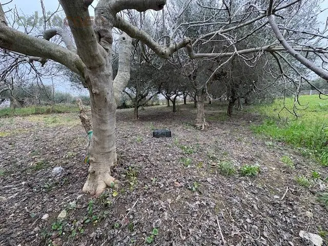 Immagine per Terreno Agricolo in vendita a San Clemente Via Europa 