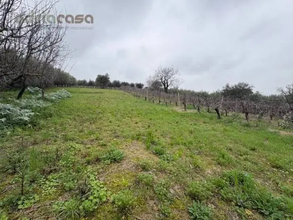 Terreno Agricolo via Europa, San Clemente