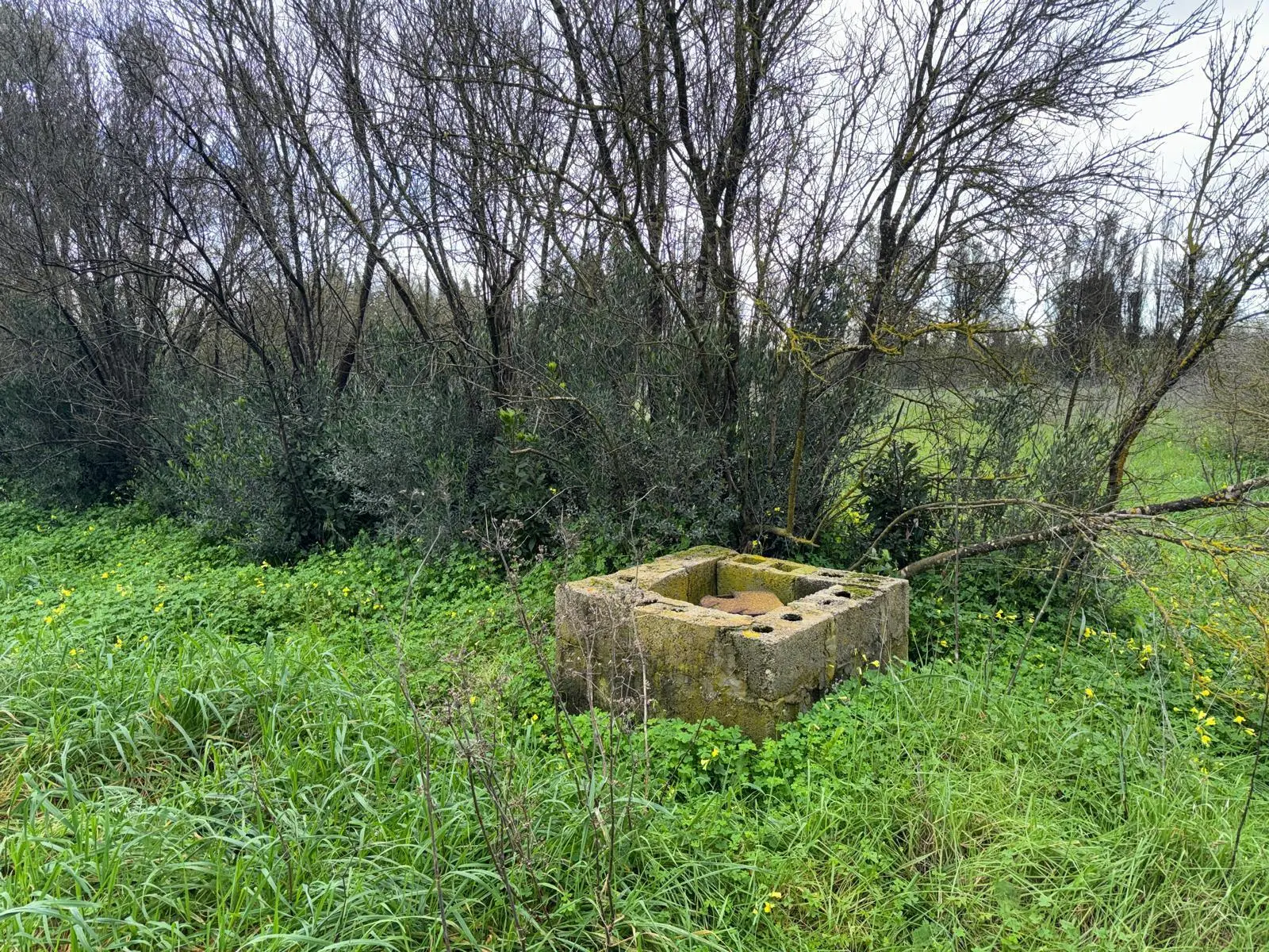 Immagine per Agricolo in vendita a San Sperate via Is Spinargius
