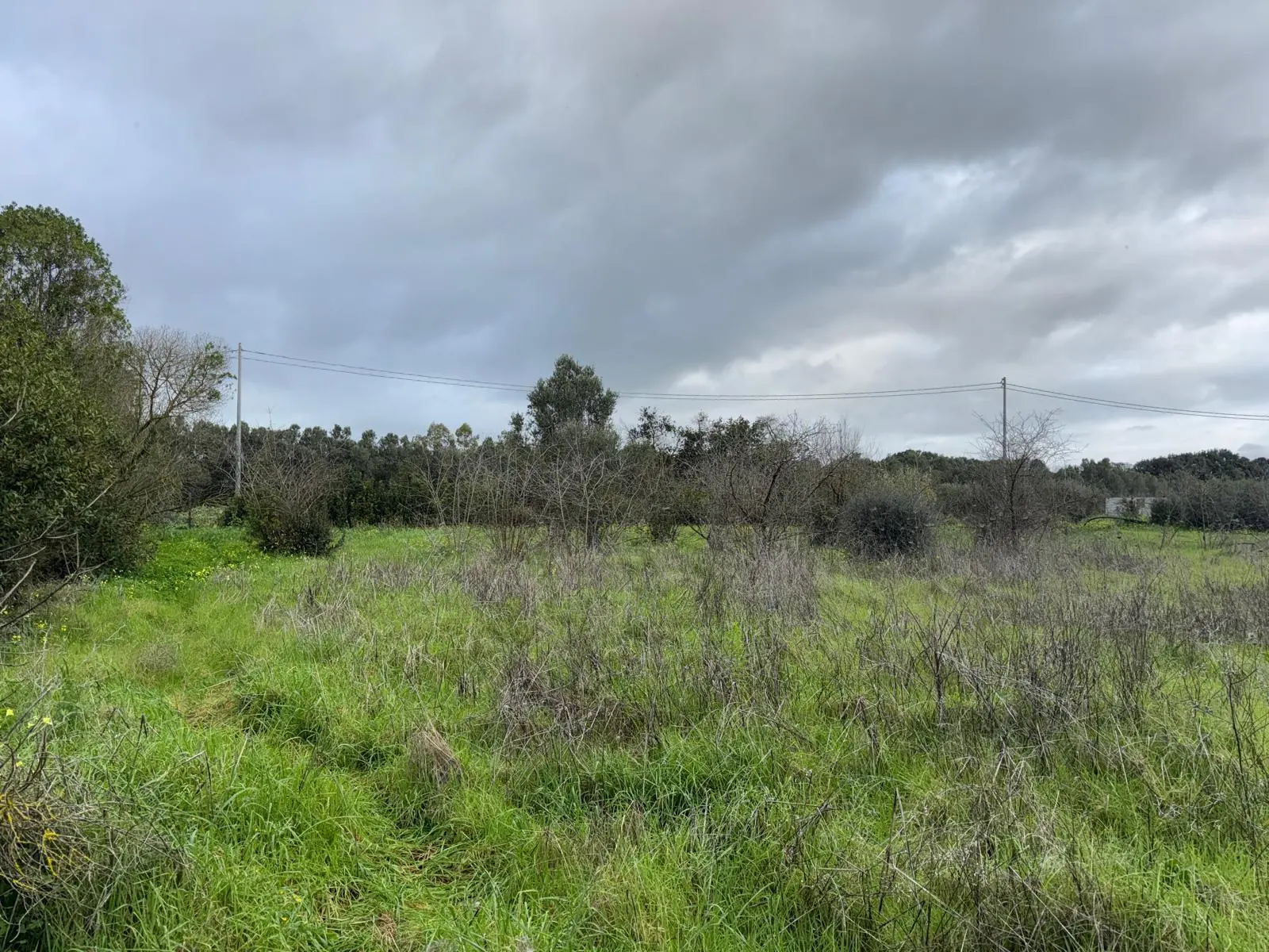 Immagine per Agricolo in vendita a San Sperate via Is Spinargius