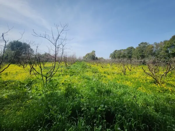 Frutteto via Villasor, San Sperate