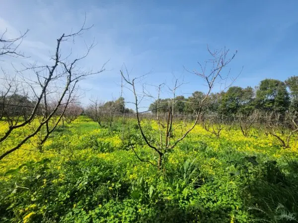 Frutteto via Villasor, San Sperate