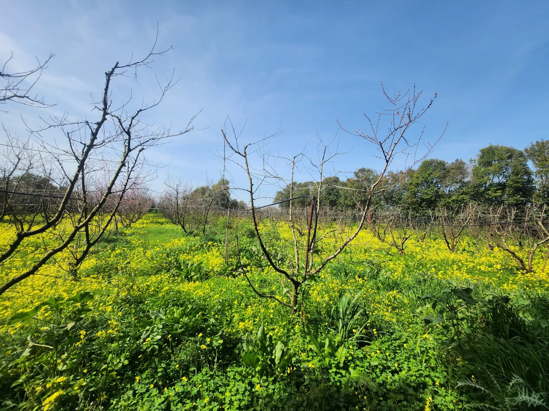 Immagine per Frutteto in vendita a San Sperate via Villasor