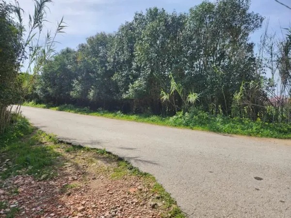 Frutteto via Villasor, San Sperate