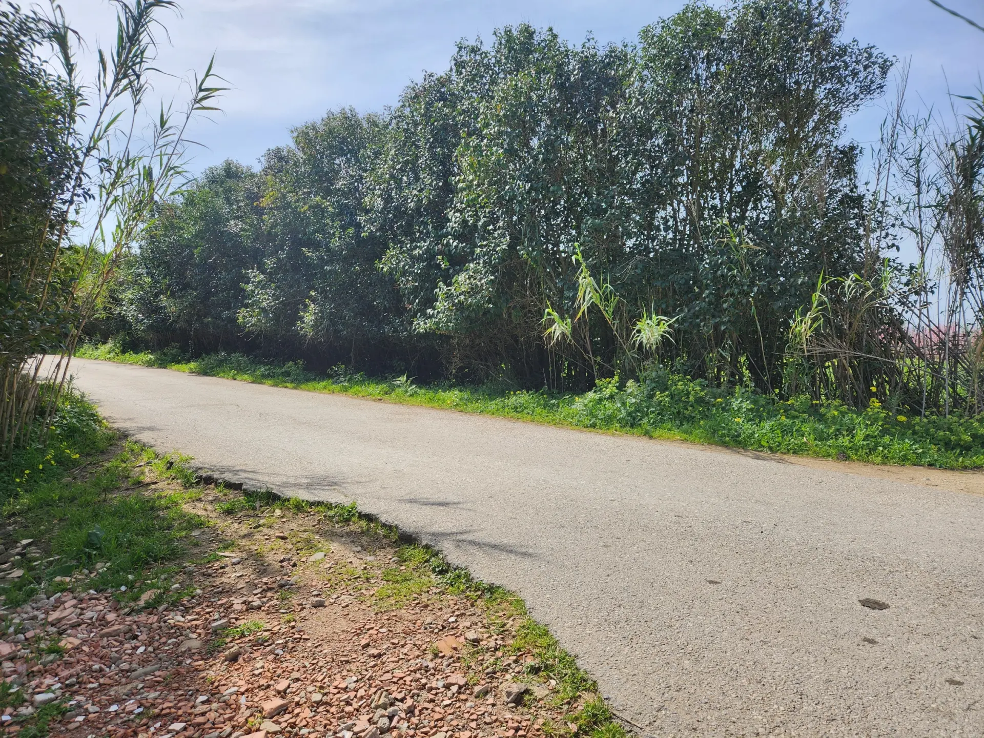 Immagine per Frutteto in vendita a San Sperate via Villasor
