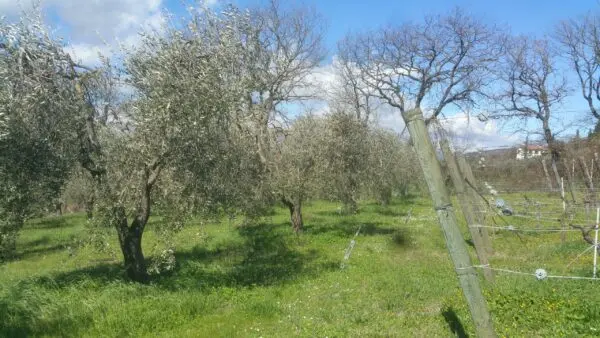 Terreno via San Francesco, Lugnano In Teverina