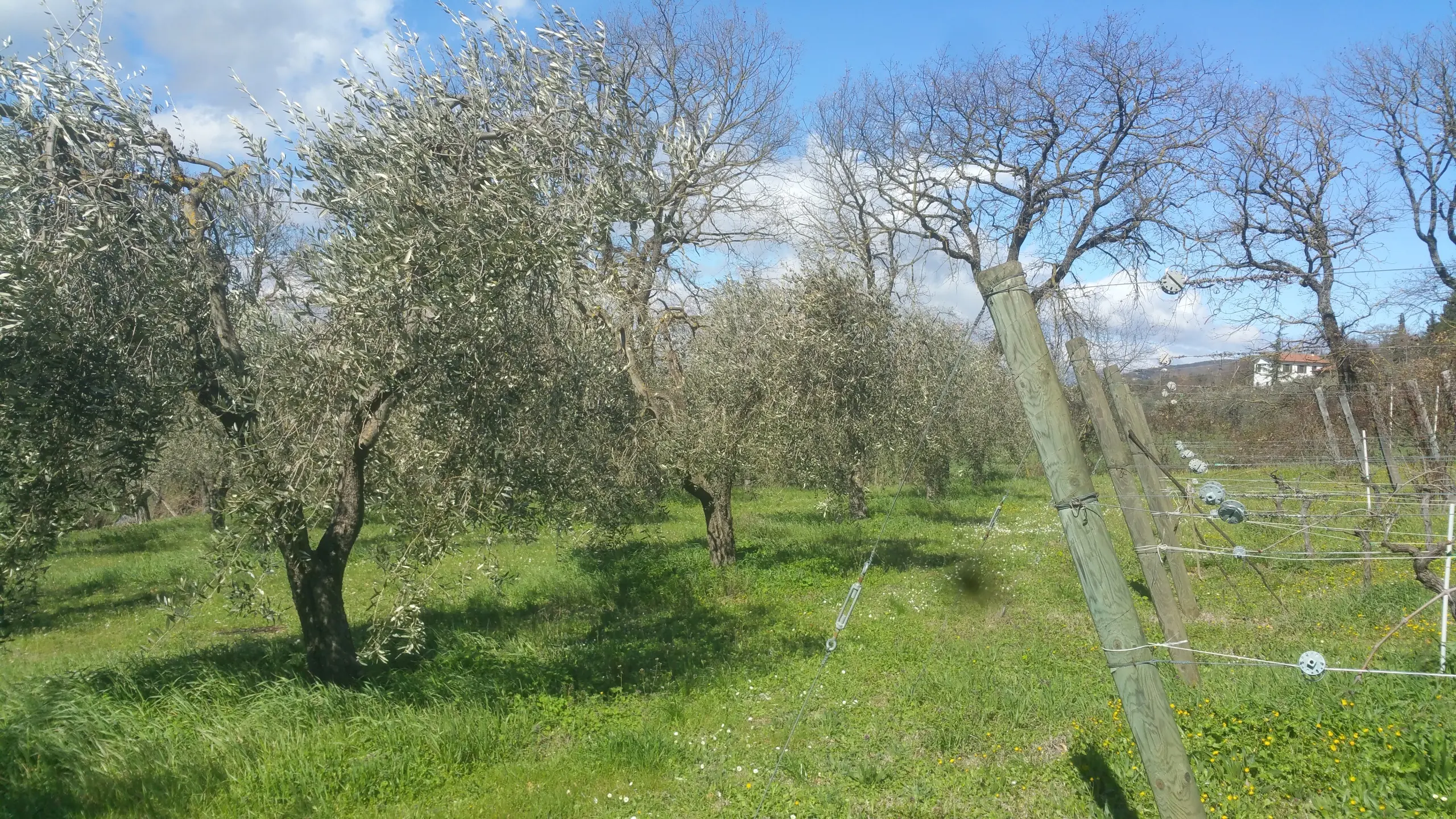 Immagine per Terreno in vendita a Lugnano in Teverina via San Francesco
