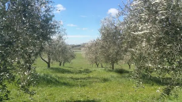 Terreno via San Francesco, Lugnano In Teverina