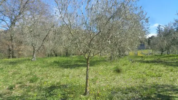 Terreno via San Francesco, Lugnano In Teverina