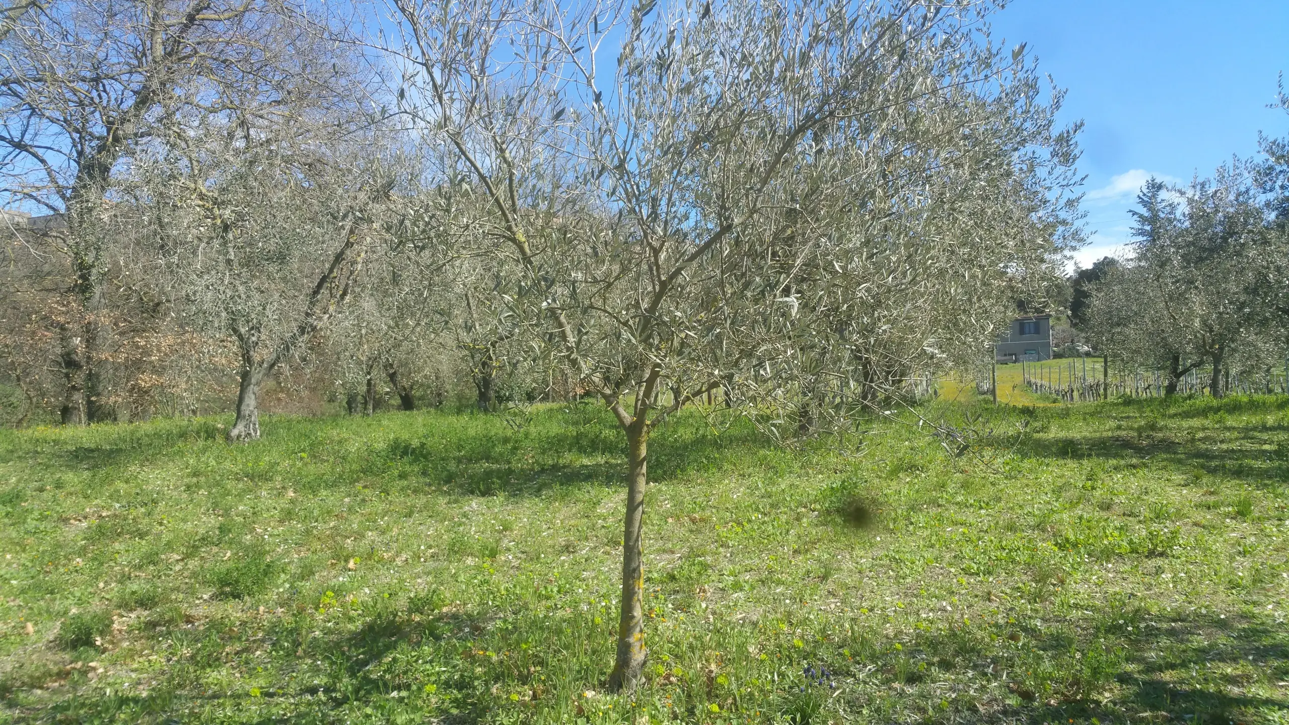Immagine per Terreno in vendita a Lugnano in Teverina via San Francesco