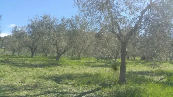 Terreno via San Francesco, Lugnano In Teverina