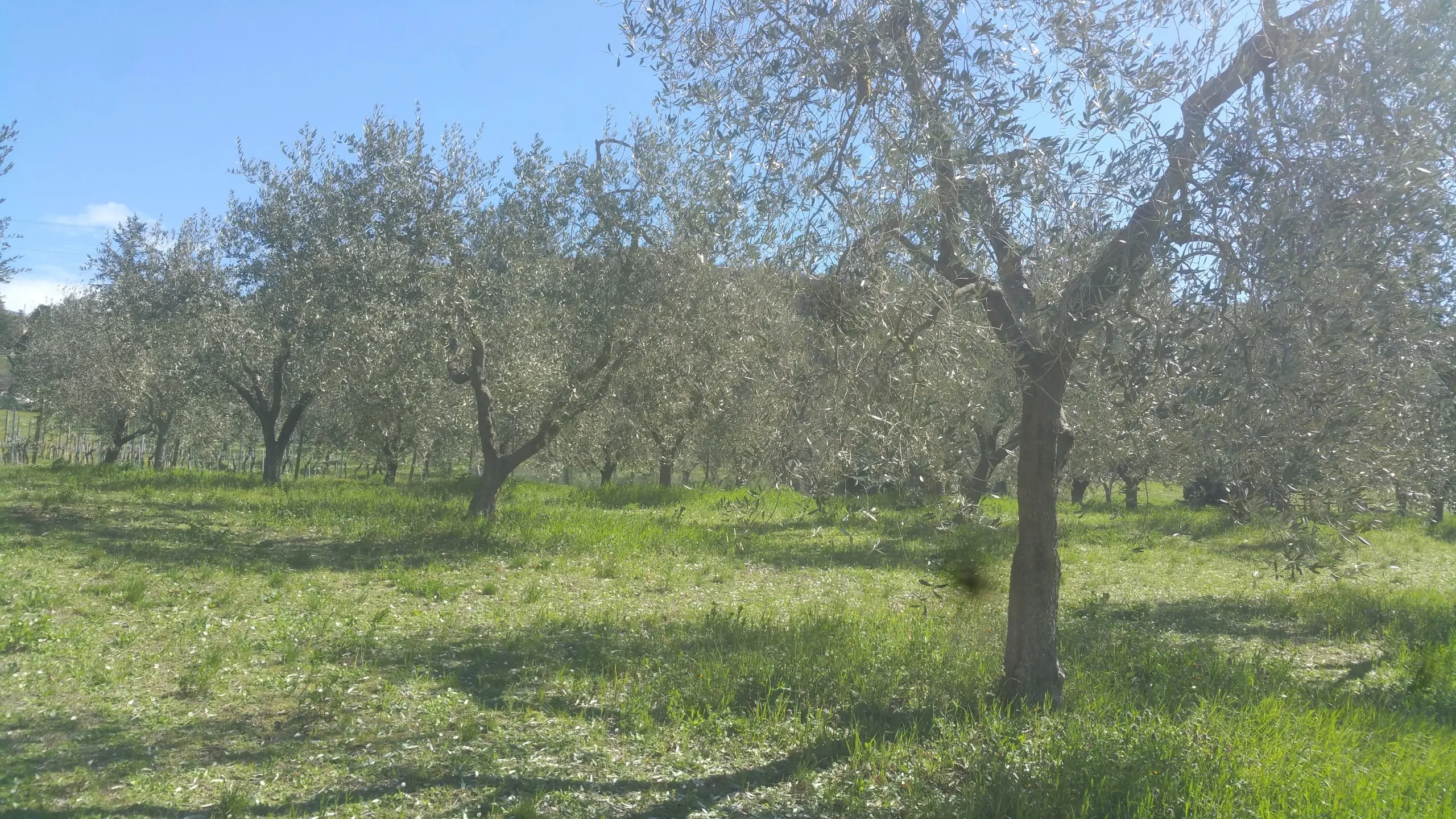 Immagine per Terreno in vendita a Lugnano in Teverina via San Francesco