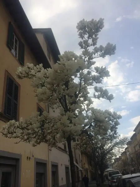 Locale Commerciale via Beccheria 35, Centro Storico, Lucca
