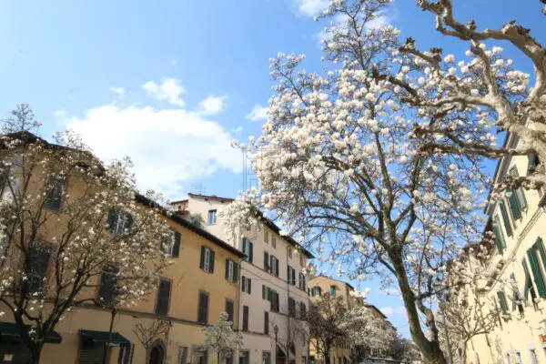 Locale Commerciale via Beccheria 35, Centro Storico, Lucca