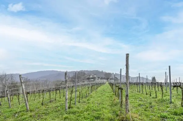 Terreno Agricolo via Suardo 41, Chiuduno