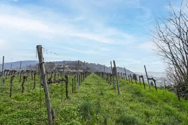 Terreno Agricolo via Suardo 41, Chiuduno