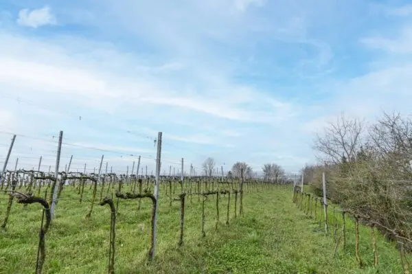 Terreno Agricolo via Suardo 41, Chiuduno