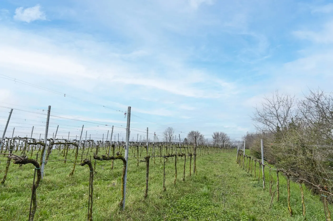 Immagine per Villa in vendita a Chiuduno via Suardo 41
