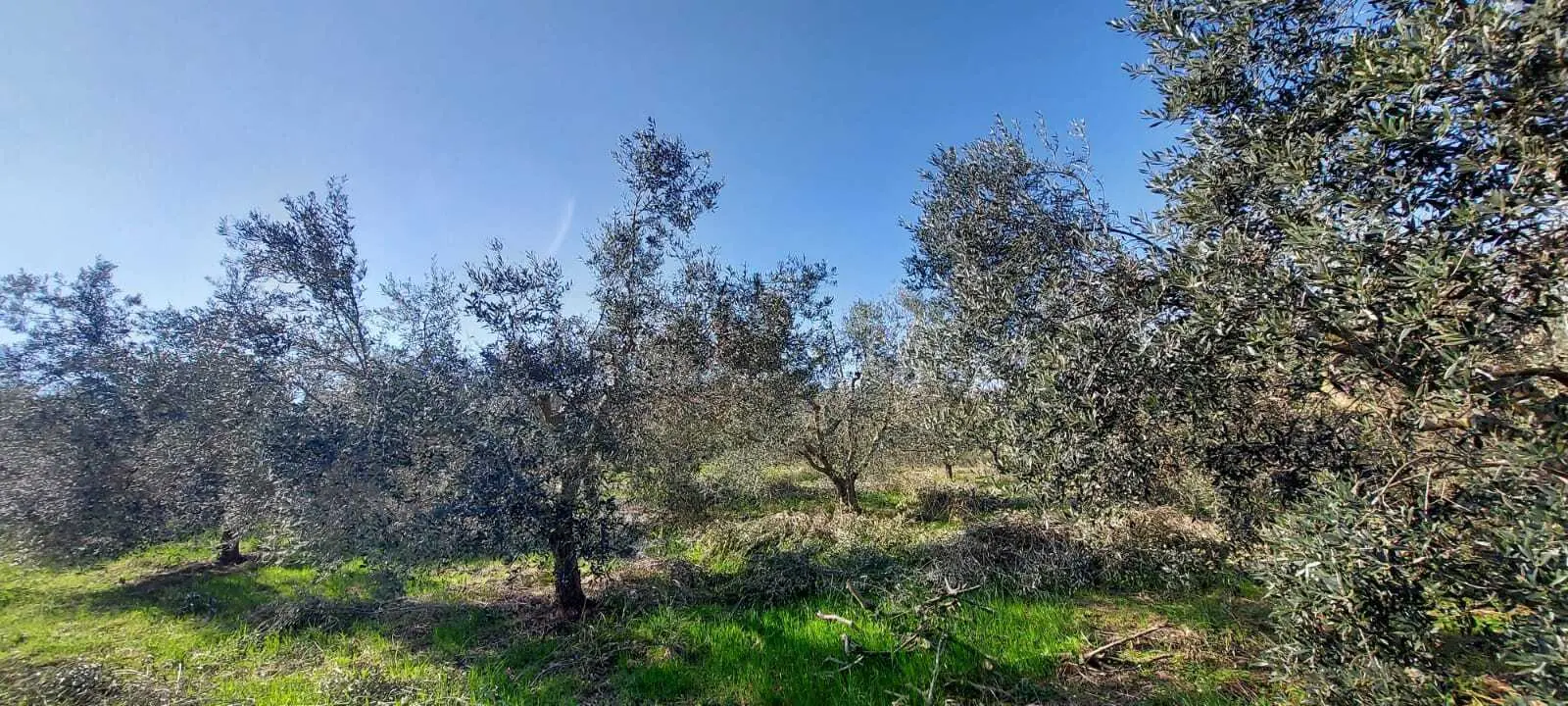 Immagine per Villa trifamiliare in vendita a San Benedetto del Tronto via Contrada Monte Aquilino
