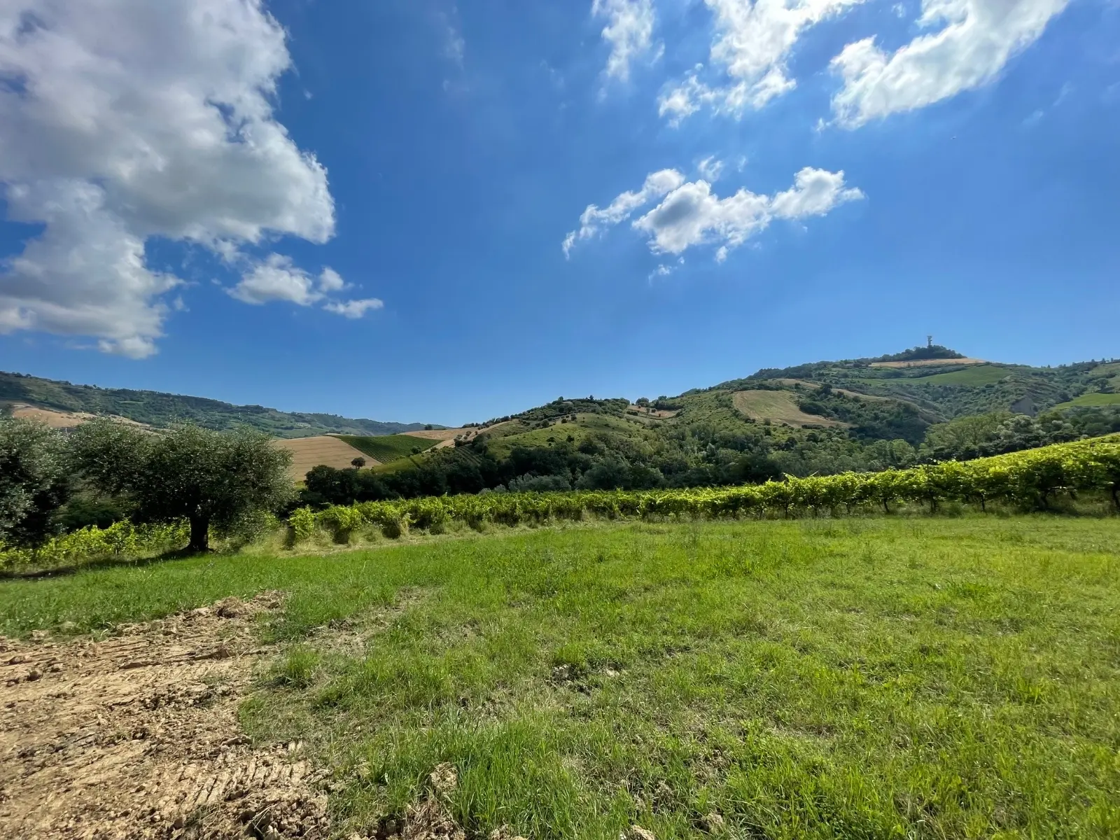 Immagine per Casale in vendita a Ripatransone via Contrada Collevecchio