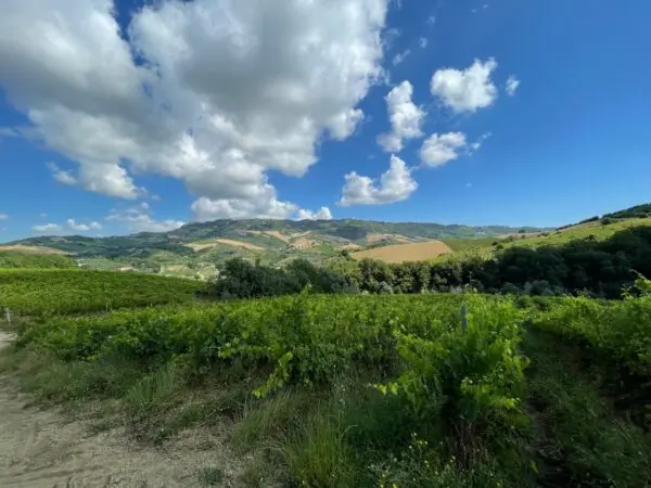 Casale via Contrada Collevecchio, Ripatransone