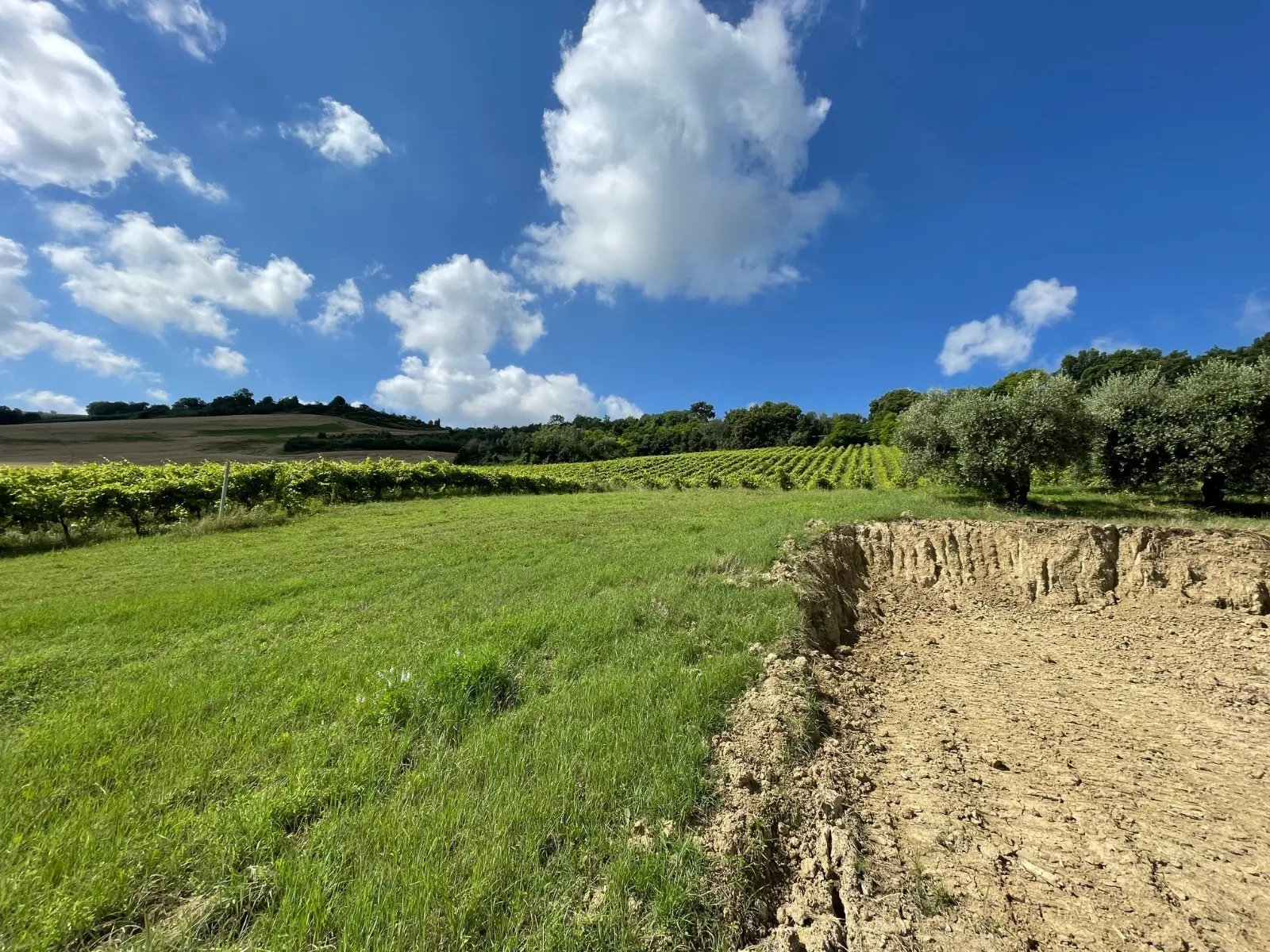 Immagine per Casale in vendita a Ripatransone via Contrada Collevecchio
