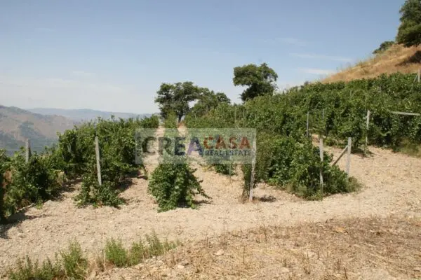 Terreno Agricolo via, San Teodoro