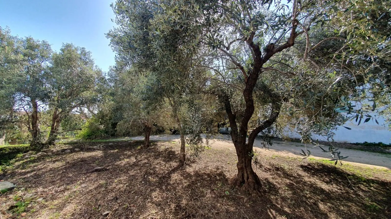 Immagine per Villa in vendita a Olbia Centrale 20