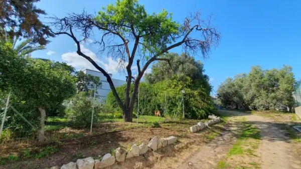 Terreno Edificabile via Centrale, Olbia