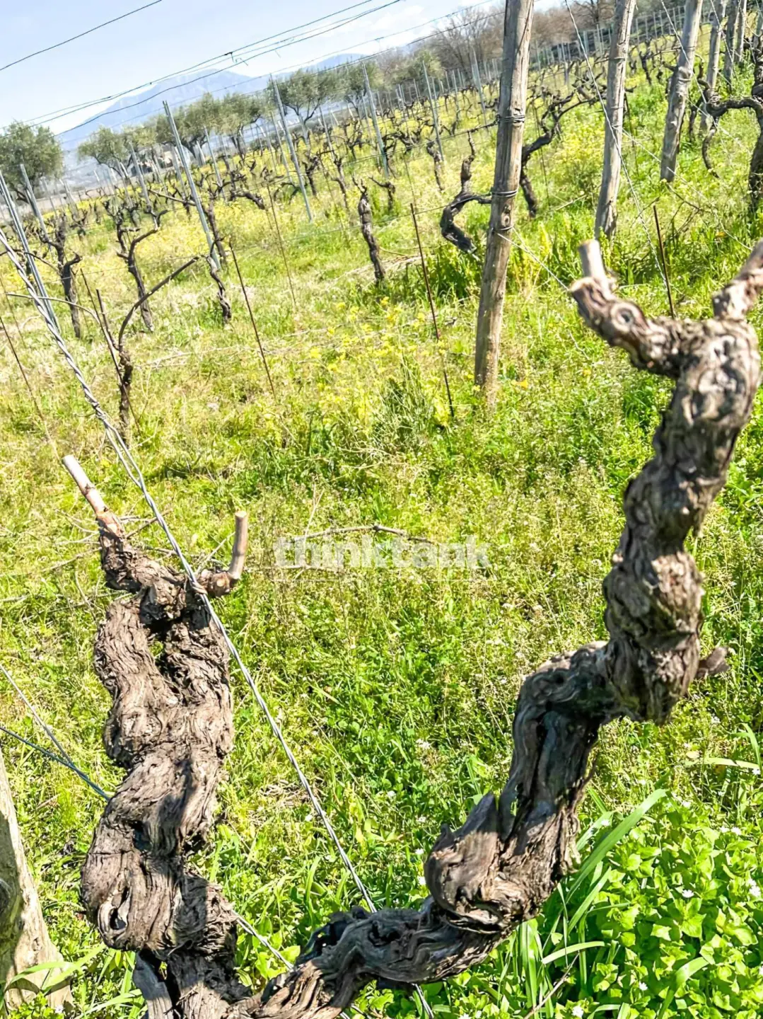 Immagine per Villa in vendita a Castiglione di Sicilia Verzella 